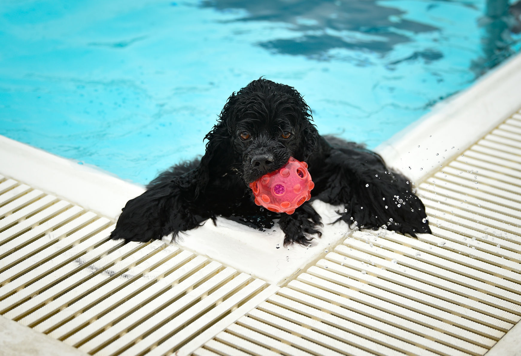 081919-mda-nws-furfriends-008a.JPG